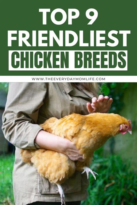 Top 9 Friendliest Chicken Breeds Video Video In 2025 Chicken