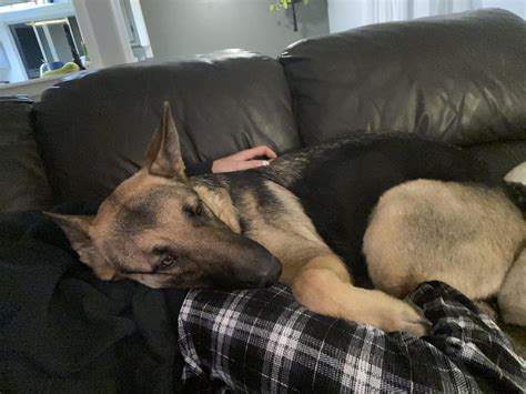 She stays a lapdog because I don’t have the heart to tell her she is