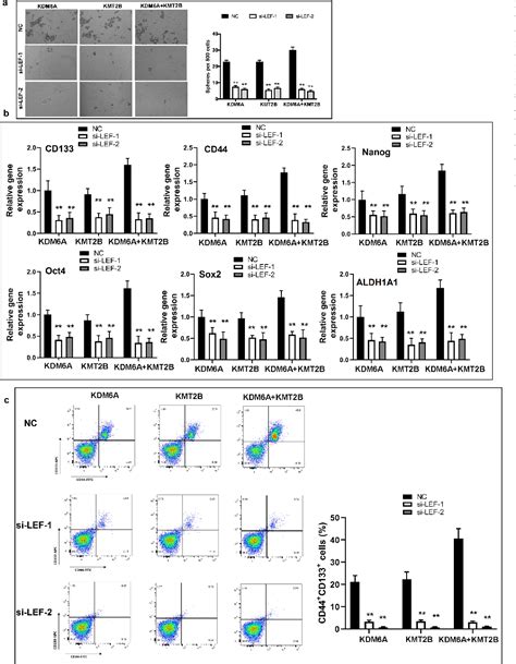 Figure 1 From Histone Demethylase Kdm6a Coordinating With Kmt2b