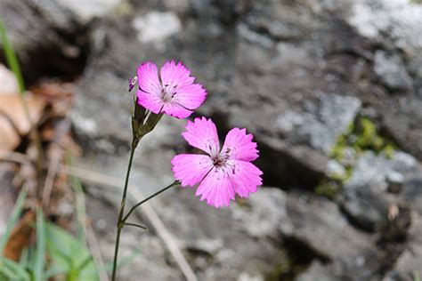 Dianthus Graniticus Sesnng