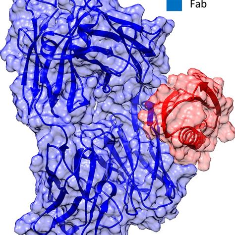 Structure Of The Ppl−fab Complex Obtained From Crystal Structure 1mhh