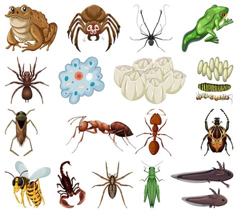 Imagens De Animais Invertebrados Para Imprimir - Vetores de Animais invertebrados imprimir - Baixe vetores grátis de ...