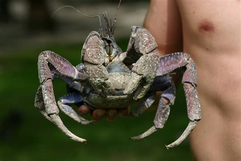 Пальмовый вор или кокосовый краб (лат. Birgus latro)