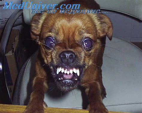 Эпидемиология бешенства - распространенность