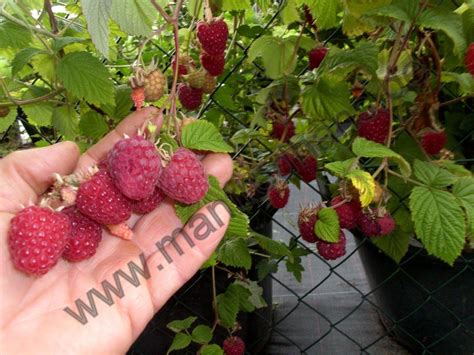 rubus idaeus himbeere glen ample   manfredhans