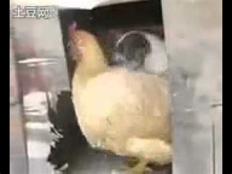 Hund Hat Sex Mit Huhn Youtube