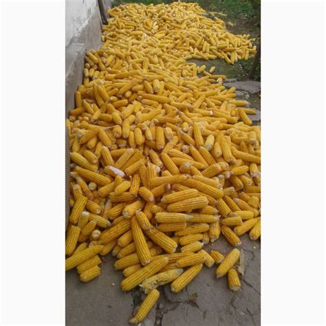 Кукуруза — Agro-Kyrgyzstan