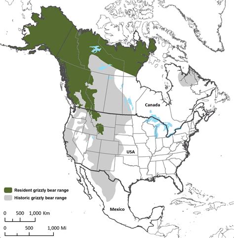 Grizzly Bear Habitat