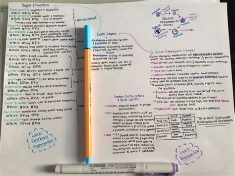Boost Your Study Game with Beautiful Mind Maps