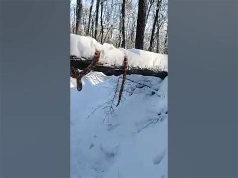 Рождество в лесу!!! - YouTube