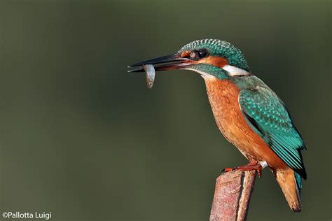 Kingfisher (Alcedo atthis) | JuzaPhoto