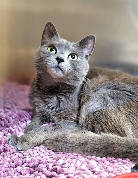 Adopt Charlie & Gracie! TreasureCoast Pets of the Week!