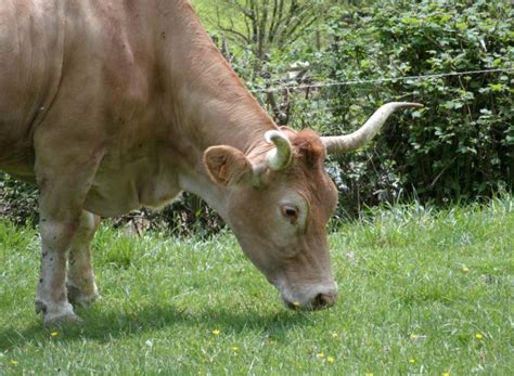 La Blonde Daquitaine Ferme Bexka