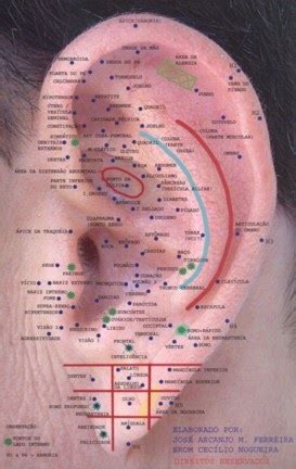 Auriculoterapia Para Emagrecer - O Tal do TAO: Auriculoterapia para o emagrecimento