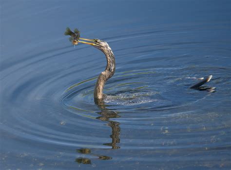 Birds from the Everglades (mostly)