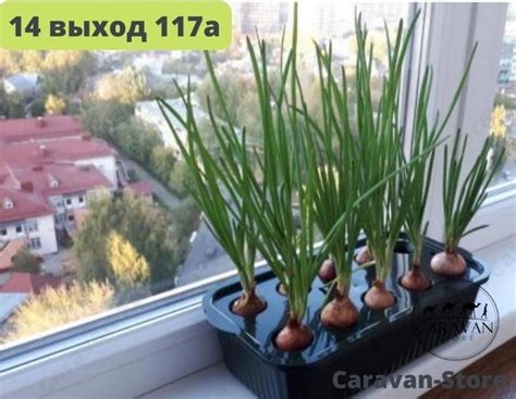 СКИДКИ ДО 2.04 ДО 23:00 ВСЕГО 215₽ Лоток для выращивания зеленого лука ...
