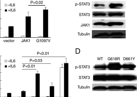 JAK1 And STAT3 Mutations Induce Increased STAT3 Activity In Response To