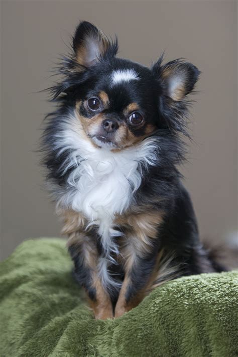 Can I Shave My Long Haired Chihuahua At Savannah Young Blog