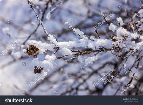 Naked Branches Bushes Trees Winter Note Stock Photo 1245088006 Shutterstock
