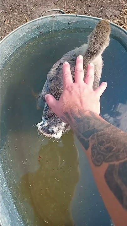 ВРОДЕ БЫ ОБЫЧНЫЙ ОГОРОД 😁 НО ЕСЛИ ПОСМОТРЕТЬ - В ВАННОЙ КУПАЕТСЯ ГУСЬ ...