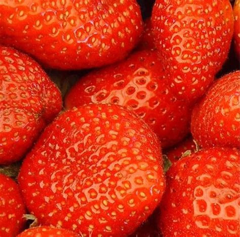 Pussy Grinder Клубничка Demo 2004 Pussy Grinder Free Download