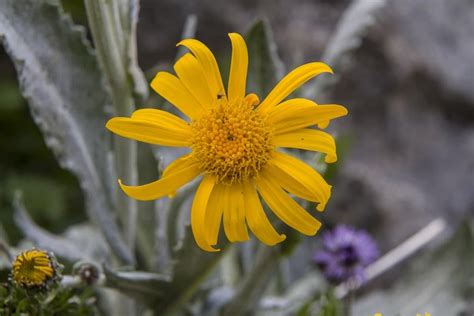 Tournesol Semis Plantation Et Conseils D Entretien Artofit