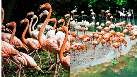 What Is A Group Of Flamingos Called Flamingos Collective Nouns