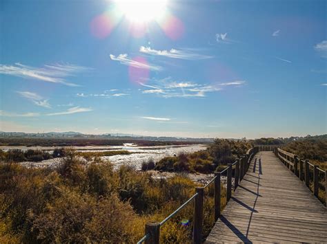 A wooden walkway leads to a marshy area photo – Free Summer Image on