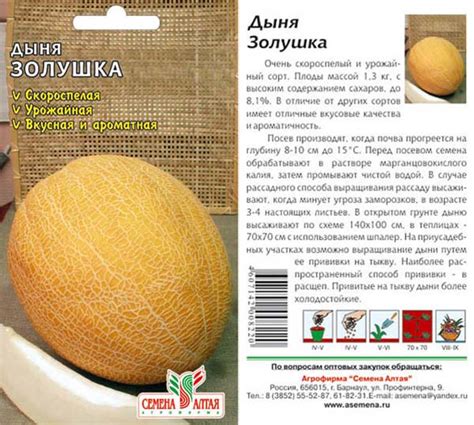 Дыня золушка описание сорта