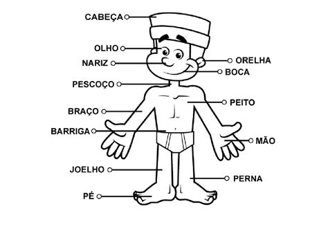 Corpo Humano 1 Ano - Plano de aula conhecendo o corpo humano - 1º ano Ensino Fundamental