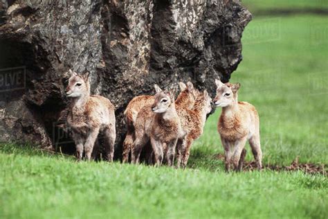 India Baby Nilgai Boselaphus Tragocamelus Stock Photo Dissolve