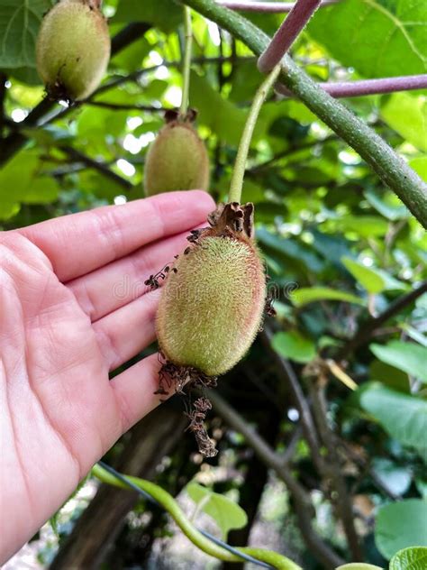 Hand Showing Kiwi Fruit On The Plant Before Harvest Vertical Photo