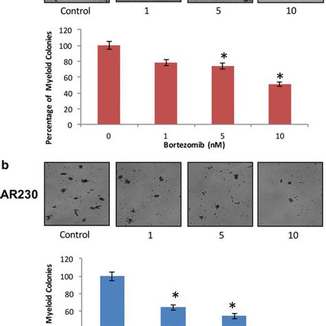 Effects Of Bortezomib On Proliferation Cell Cycle Progression And