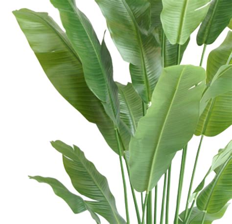 Greenmoods Kunstplant Strelitzia Nicolai Cm Greenmoods