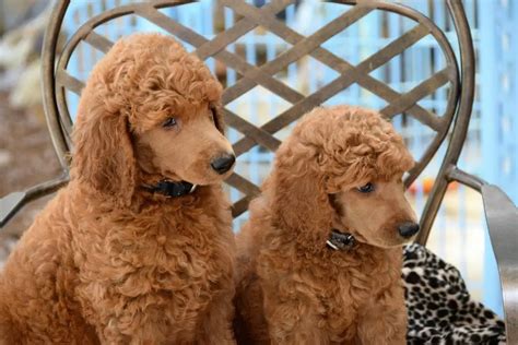Dogs That Look Like A Fried Chicken We Have 10 Yummy Dog Breeds