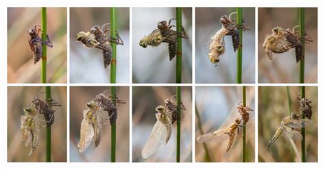 Dragonfly Life Cycle Learn About Nature