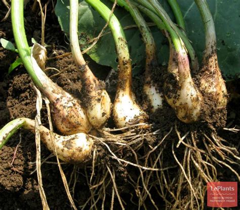Лук-шалот (Allium ascalonicum) — описание, выращивание, фото | на ...