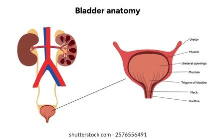 human bladder anatomy function medical illustration stock vector