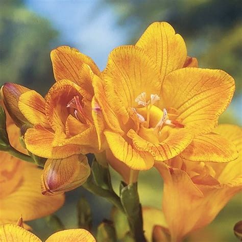 Фрезия Double Orange🌷 - купить луковицы и клубни в Украине | FLORIUM.UA