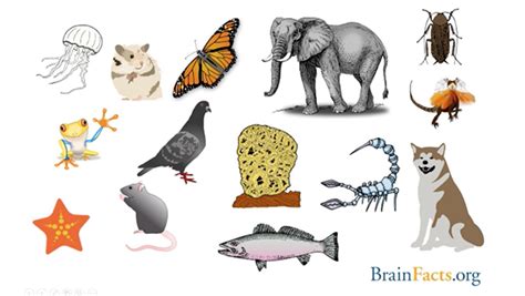 animal brains  overview