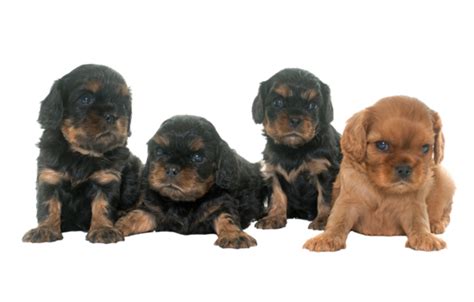 Puppies Cavalier King Charles Breeding Dog Breeding Group Png