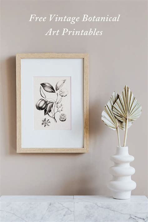 Free Vintage Botanical Art Printable Illustrations | Botanical art
