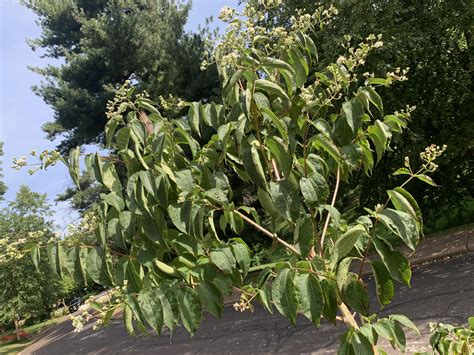 Can anyone tell me why my seven son flower tree (hepticodium) is