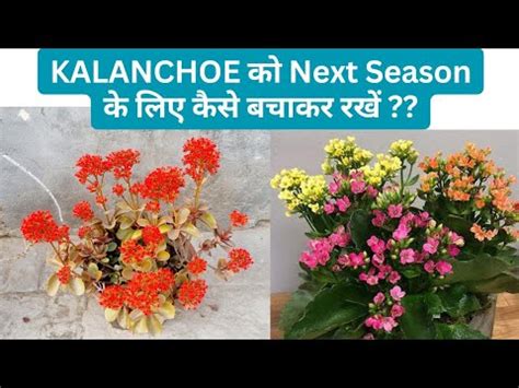 Kalanchoes Next Season How To Save