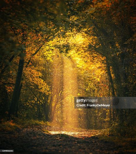 Magical Forest Landscape With Sunbeam Lighting Up The Golden Foliage