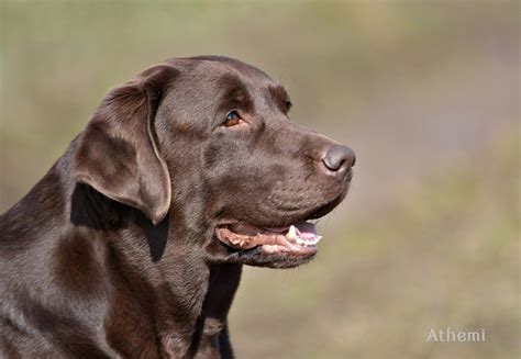 Achaja Lat Athemi Hodowla Labrador Retriever