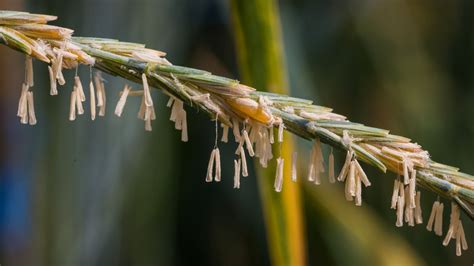 Kernza Perennial Grains