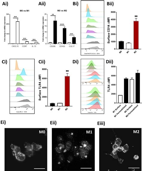 Differentiated M1 And M2 Macrophage Expression Of Tlr4 In Vitro Pma