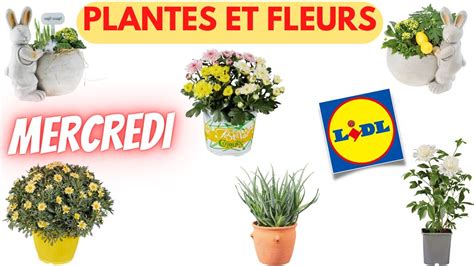 Arrivage Lidl Plantes Et Fleurs Avril Offres France