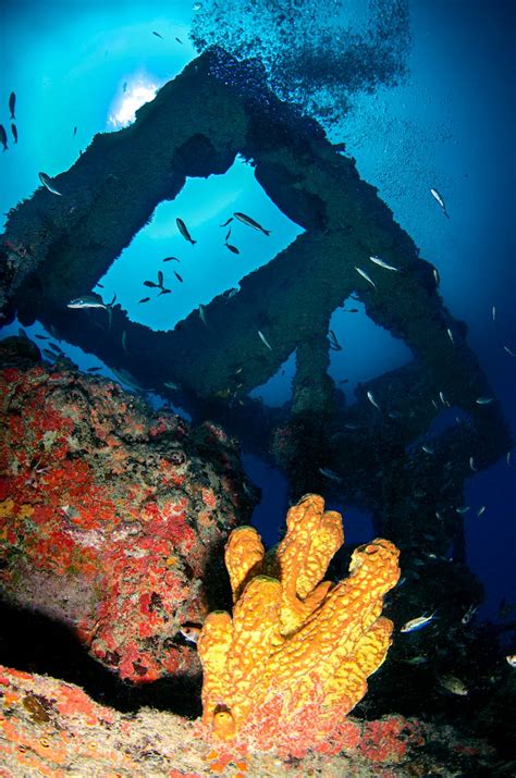 Brown and Black Coral Reef · Free Stock Photo